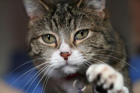 Nahaufnahme einer Katze mit auffälligen grünen Augen und einem kurzen, gestreiften Fell. Die Katze hat eine weiße Schnauze und lange Schnurrhaare. Sie streckt eine Vorderpfote in Richtung Kamera aus. Der Hintergrund ist unscharf und in Blau- und Grautönen gehalten.