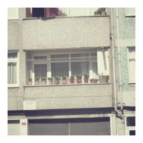 A window with a long line of potted plants