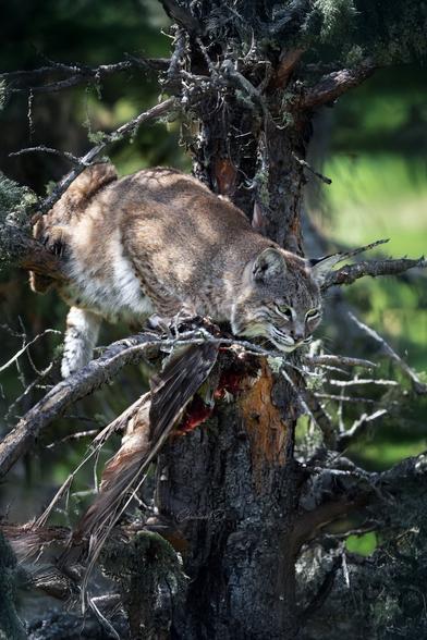 Instinct sauvage : le lynx roux, maître furtif des forêts, capture sa proie avec une précision fascinante.