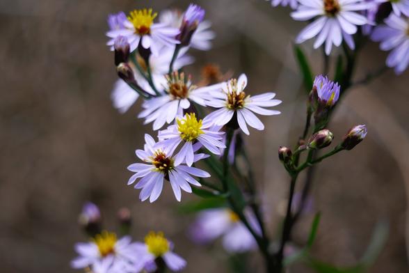 Gros plan sur un groupe de fleurs en grappe sur de hautes tiges. Les fleurs ressemblent un peu à des petites marguerites aux pétales mauve pâle et au coeur jaune. Elles se détachent sur un fond flou marron grisâtre.