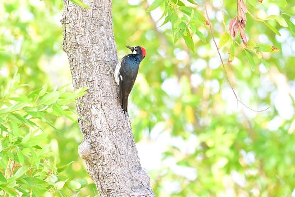 A woodpecker perched on a tree trunk, surrounded by green leaves. The bird has a distinctive black and white plumage with a bright red cap on its head.
