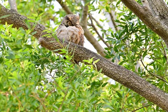 An owl resting on a tree branch, partially surrounded by lush green leaves. The owl is nestled, appearing calm and alert in its natural habitat.