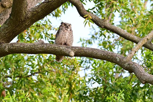 A brown owl is perched on a tree branch surrounded by green leaves. The owl is facing forward with its distinct feather patterns visible.