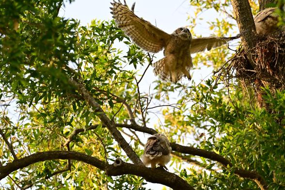 A flying owl is captured mid-flight above a resting owl on a branch, surrounded by lush green foliage. A nest can be seen in the tree.