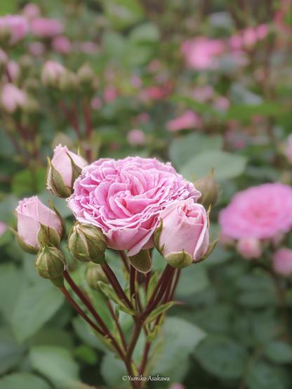 ピンクの薔薇