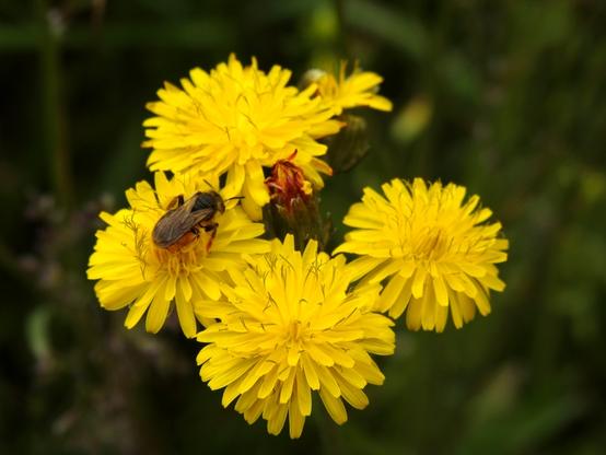 Imagen de 4 flores de color amarillo (dientes de león) que figuran en el centro del encuadre. En una de llas, la que está más a la izquierda, se ha posado una pequeña abejita que está libando néctar. Las flores aparecen en la imagen en forma de rombo, y en el centro asoma un capullo que comienza a abrir. El fondo es verde oscuro y borroso.