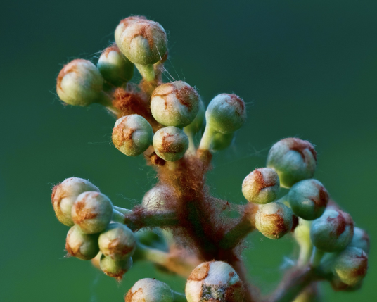 Budding plant with orange fuzz