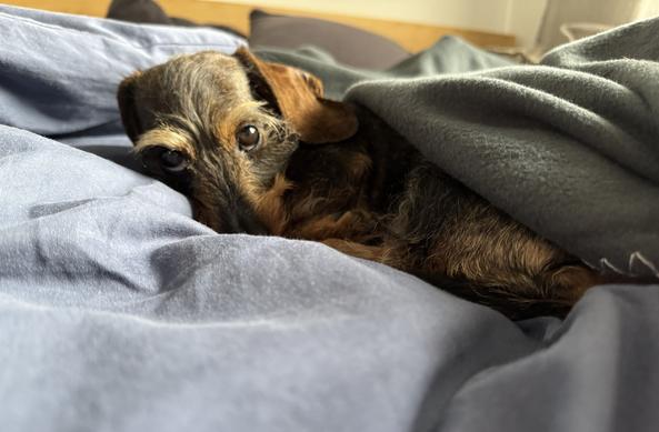 Die Purzeline hat sich zurück ins Bett geschlichen, liegt halb unter ihrer Kuscheldecke und schaut müde in die Kamera.