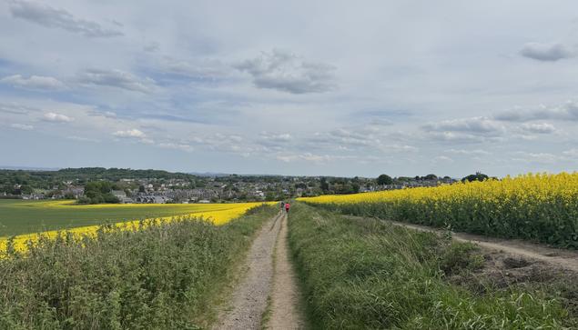 The weather is dry: a gravel track heads straight off into the distance, flanked by long, green vegetation and a slight hill with another minor track alongside. The path cuts through a field of Oilseed Rape, with bold yellow flowers and a partly cloudy sky above.