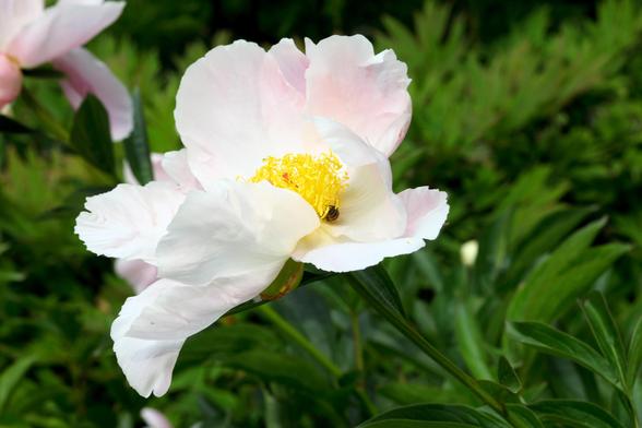 Eine große weiße Blüte, schräg von oben gesehen. Sie hat einen dichten Busch Staubgefässe unter dem eine Wildbiene schläft.