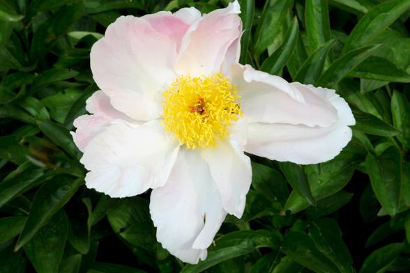 Die grosse weiße Blume in Draufsicht. In der Mitte des Buschs der Staubgefässe sieht man die hochroten Gyneceen.