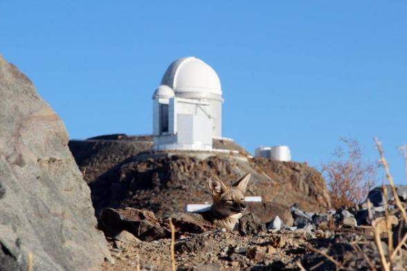 Nestled in the rocky terrain of La Silla Observatory in Chile, an unexpected guest is paying the ESO 3.6-metre telescope a visit.  

Despite its excellent camouflage, the fuzzy face and pointed ears are a dead giveaway for the presence of a Culpeo Fox, who seems to be basking in the warm sunlight of the Atacama Desert. These ‘foxes’ are technically more closely related to wolves than to other foxes, and they can be found in many of South America’s most mountainous regions. 

Clearly, this particular Culpeo has a passion for astronomy, since our furry friend has parked itself in front of a significant piece of ESO’s history. The ESO 3.6-metre telescope in the background saw first light back in 1976, and through consistent upgrades still finds itself at the forefront of astronomical research. Specifically, this telescope hosts one of the most successful exoplanet-hunting instruments ever — the High Accuracy Radial velocity Planet Searcher (HARPS). 

Much like how the Culpeo uses its enhanced senses to hunt for rabbits, or other snack-sized animals, the ESO 3.6-metre telescope uses HARPS to scour the cosmos for new exoplanets. This instrument carefully measures wobbles and irregularities in the motion of stars, implying the presence planets through the effects of its gravity on the star’s orbit. These two hunters might well be at the top of their game, but right now it seems that both are taking a well-deserved rest.

Credit:

F. Murgas/ESO