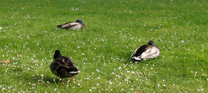 Trois canards dont deux en train de dormir sur une pelouse très verte parsemée de pâquerettes blanches