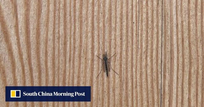 Plague of flying pests adds to Osaka World Expo’s woes in Japan