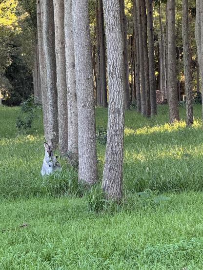 A wallaby sits in long green grass in a plantation forest nibbling on some weedy looking plant.
