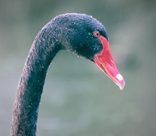 A photo of a black swan from the side in the rain