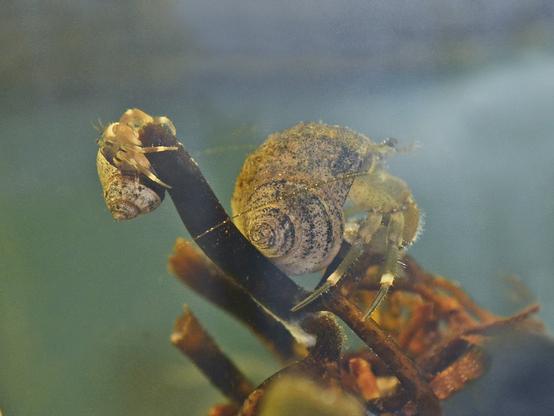 Two hermit crabs on a piece of kelp holdfast (part of the greenish, spherical float, and several tube-like branches, reddish-brown to almost black). One hermit is small, has pale orange legs and chelipeds, and wears a small, round shell. He climbs one of the kelp "tubes". The second hermit, apparently the same species, but 4 times the size of the first, is greenish, with white patches on her legs; they match those of the youngster. Her shell is similar, but much larger. She sits peacefully, watching the world go by.