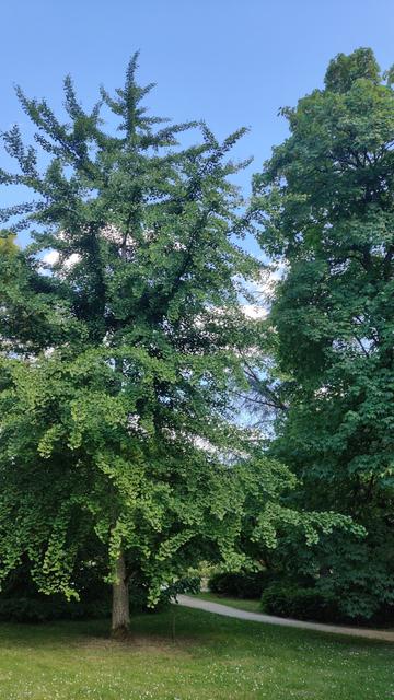 Photo d'un gingko en pleine hauteur