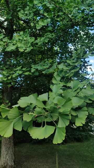 Photo de feuilles de gingko en gros plan : elles ont cette forme d'éventail si particulière, tout en étant parfaitement lisses