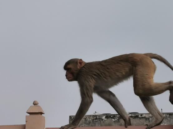 KI, überarbeitet: Das Bild zeigt einen Affen, der auf einer Dachkante entlanggeht. Der Affe hat eine braune Fellfarbe und bewegt sich in einer seitlichen Position, wobei sein Körper leicht nach vorne geneigt ist. Seine Hände und Füße sind deutlich sichtbar, und er hat ein langes Schwanz, das sich hinter ihm windet. Der Hintergrund ist ein grauer Himmel, der den Affen in den Vordergrund rückt. Die Kante, auf der der Affe steht, ist mit einem dekorativen Steinrelief versehen, das an ein traditionelles indisches Gebäude erinnert. Der Affe scheint sich auf einem Gebäude in einer städtischen Umgebung zu befinden, was auf die Anwesenheit von Affen in urbanen Gebieten hinweist.