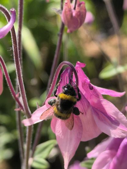 Eine schwarzgelbe Erdhummel auf einer rosa Akelei in Nahaufnahme
