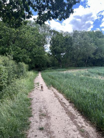 My dog walking towards a forest in the field