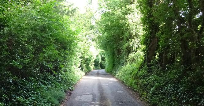 A country lane, flanked by trees.