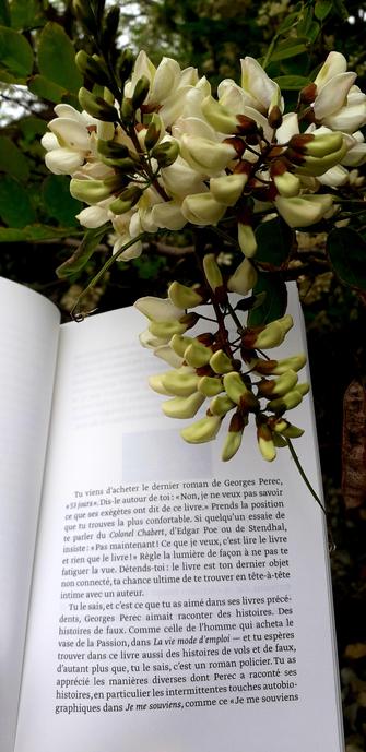 Début de la seconde préface au roman inachevé de Georges Perec, 《53 jours》 par Michèle Audin. 
Photo prise sur une grève au bord de la mer en Bretagne Nord avec les robiniers en fleurs.
