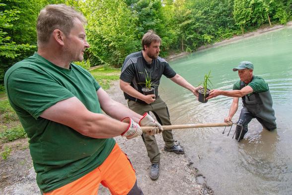 Mit Wathose ausgerüstet gehen die Mitarbeitenden des Gartenbezirks Hardtberg knietief ins Wasser, um die neuen Pflanzen in den sanierten Teich einzubringen.