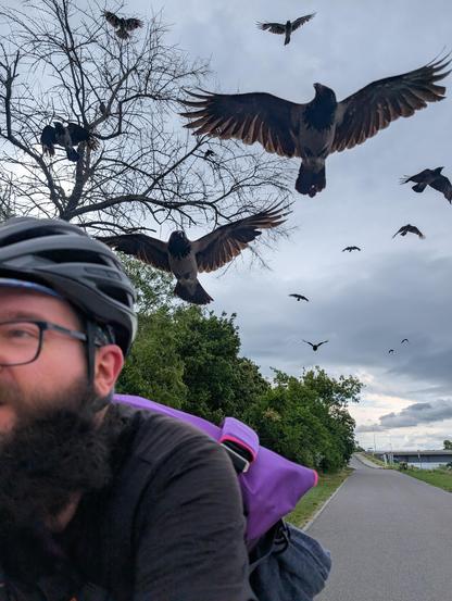 Foto von mir während des Radfahrens, nach hinten fotografiert. Ich (Mann mit Brille, Vollbart, Helm, lila Radtasche) bin links im Bild, ich fahre eine Straße neben Bäumen und einem Fluss entlang. Hinter mir fliegen viele große Krähen nach, manche direkt hinter mir, mit weit ausgebreiteten Flügeln.