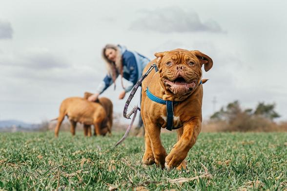 Bordeauxdogge mit Frau auf Wiese