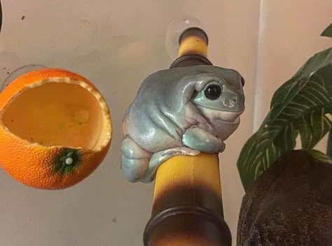 Rana rechoncha sentada en un bambú al lado de una camita hecha de una naranja pelada