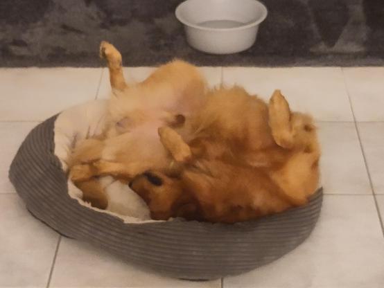verdrehter schlafender Hund in einem zu kleinen Hundekorb