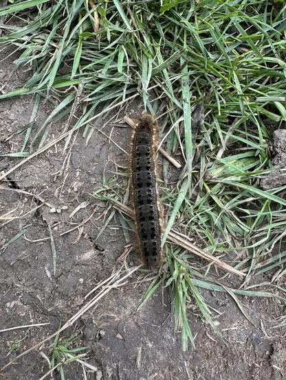 A caterpillar on a patch of soil in a field; the caterpillar is quiet long, around 6cm, brown with lighter sides and hairy