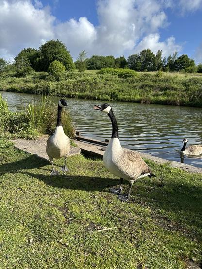 Two geese on the bank of an old mill lodge with another on the water, the far bank overgrown and topped with trees, white fluffy clouds and blue sky overhead