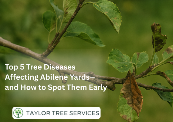 Top 5 Tree Diseases Affecting Abilene Yards