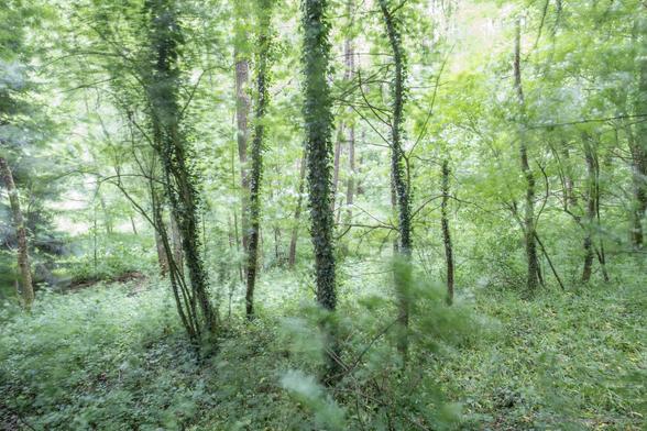A view into a densely overgrown forest in summer. Between bushes and small trees, a lush valley floor comes into view. Tree trunks of deciduous trees, covered in ivy, rise upwards. The long exposure of the photo, combined with strong winds, causes the leafy branches to appear blurred, giving the image a dynamic effect. In contrast, the nearly motionless tree trunks are sharply depicted. Above the canopy, sunlight shines through, creating bright spots on the branches that are also blurred. The entire image is rendered in a light green monochrome.