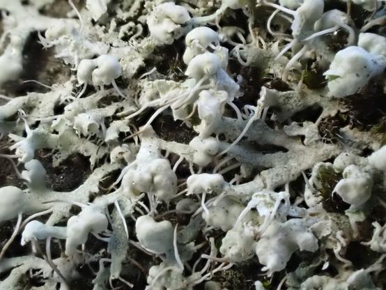 Bubbly and stringy white lichen? Zoomed in.