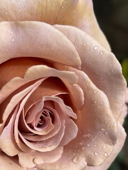close up of a koko loko rose which is a delicate pinkish brown with lavender tints