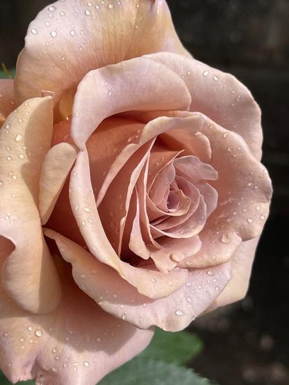 close up of a koko loko rose which is a delicate pinkish brown with lavender tints