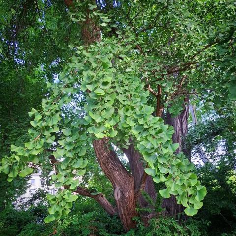 Ginkgobaum in der Morgensonne