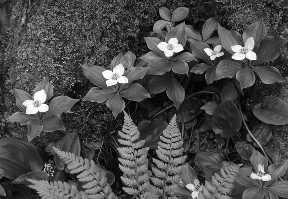 Canadian Bunchberry (cornus canadensis) flowers on the forest floor of Bonaventure Island, off the coast of the Gaspé peninsula, Québec, Canada.