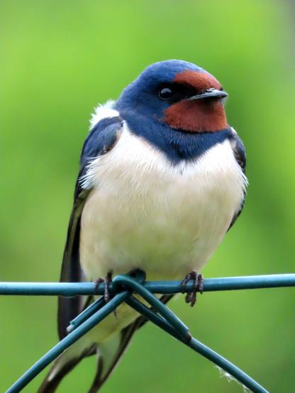 Eine Rauchschwakbe sitzt auf einem grünen Maschendrahtzaun und schaut leicht schräg an der Kamera vorbei, der Hintergrund ist unscharf und grün. Dem Vogel klabt am Schnabelansatz ein wenig Lehmerde.
