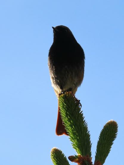 Ein Hausrotschwanz auf der Spitze eines Maitriebes von einem Nadelgehölz. Der Vogel wird von hinten durch die Sonne angestrahlt, so dass er bis auf den helleren Bauch und das rote Schwänzchen mehr als Silhouette zu erkennen ist.