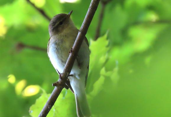 Ein Fitis auf einem kahlen Zweig, da hinter unscharfes, grünes Blättergewirr. Der Vogel schaut mit schräg gelegtem Kopf hinunter zur Kamera.