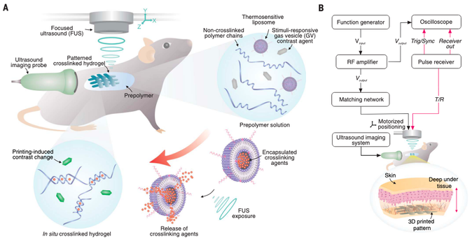 Imaging-guided deep tissue in vivo sound printing (DISP). 

Schematic of the DISP platform. The DISP system utilizes a US-ink composed of non–cross-linked prepolymer,
cross-linking agent–loaded LTSLs, and GVs. The US-ink is injected into the body to noninvasively fabricate a precise functional biostructure in vivo. Integrated GV-based ultrasound
imaging is employed to monitor the target organ, detect the presence of the prepolymer, and ensure accurate targeting and successful US-gel formation. 

https://doi.org/10.1126/science.adt0293
