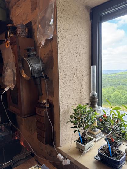 Two bonsai trees on a window sill, with a watering system similar to the infusion bags used in hospitals