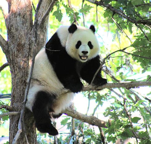 Giant panda Qing Bao is sitting high up in a tree.