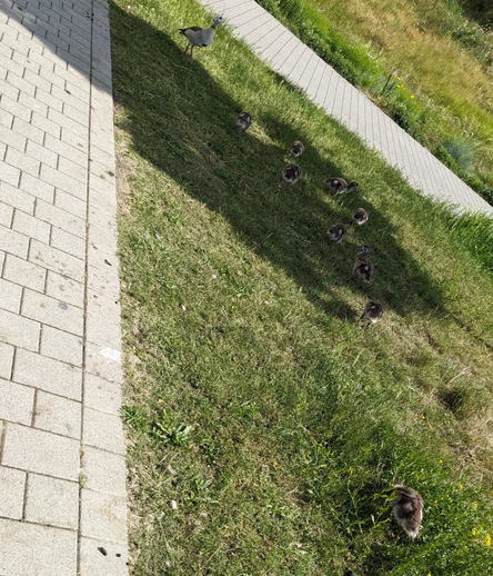 Im Gras neben dem Weg sind mehrere Gänseküken und eine ausgewachsene Gans. Die meisten im Schatten und ein Küken näher in der Sonne.
