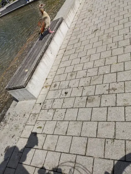 An einem Teich steht eine Sitzbank, darauf steh eine Gans. Vor der Bank ist der gepflasterte Weg zu sehen der mit dem Kot der Gänse dekoriert ist.